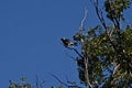 Mississippi Kite Resting In Dead Elm Tree Branch, Canyon, Texas.