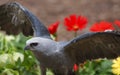 Mississippi Kite