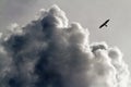 Mississippi Kite and Threatening Clouds