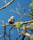 Mississippi Kite In Tree Bird