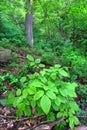 Mississippi Palisades Forest Royalty Free Stock Photo