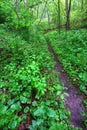 Mississippi Palisades Trail - Illinois Royalty Free Stock Photo