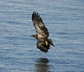 Mississippi River Eagle Royalty Free Stock Photo