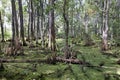 Mississippi River Through Woodlands of Jean Lafitte National Park Royalty Free Stock Photo