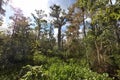 Mississippi River Through Woodlands of Jean Lafitte National Park Royalty Free Stock Photo