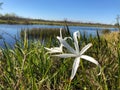 Mississippi swamp Royalty Free Stock Photo