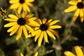 Missouri coneflower, Rudbeckia missouriensis