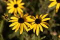 Missouri coneflower, Rudbeckia missouriensis