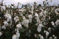 Missouri Cotton 2019 I Royalty Free Stock Photo