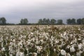 Missouri Cotton 2019 V Royalty Free Stock Photo