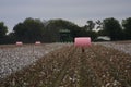 Missouri Cotton 2019 VI Royalty Free Stock Photo