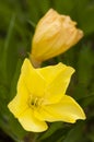 Missouri evening primrose, Oenothera macrocarpa