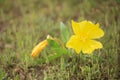 Missouri Evening Primroses Royalty Free Stock Photo