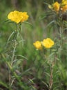 Missouri Evening Primroses Royalty Free Stock Photo