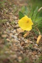 Missouri Evening Primroses