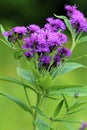 Missouri Ironweed   602089 Royalty Free Stock Photo