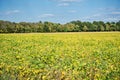 Missouri soy bean field Royalty Free Stock Photo