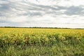 Missouri soy bean field Royalty Free Stock Photo