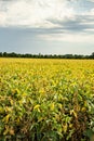 Missouri soy bean field Royalty Free Stock Photo