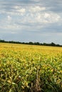 Missouri soy bean field Royalty Free Stock Photo