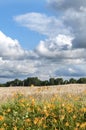 Missouri USA farm wheat field