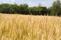 Missouri Wheat 2019 Royalty Free Stock Photo