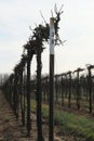 Missouri Wine Grape Canes 2023 III Royalty Free Stock Photo