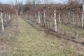 Missouri Wine Grape Canes 2023 XI Royalty Free Stock Photo