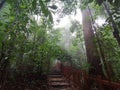 Mist along nature trail in tropical rainforest