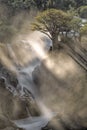 Mist around a baobab tree