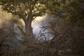 Mist around a baobab tree