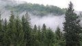 Mist in coniferous forest