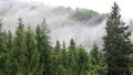 Mist among coniferous trees