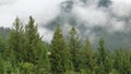 Mist among coniferous trees