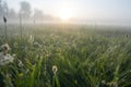 mist-covered meadow with dewdrop on the grass blade