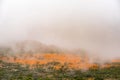 Mist covering large fields of orange daisies at Skilpad