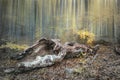 Dramatic forest landscape - old wild forest in autumn season