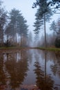 Mist-Enshrouded Path: Reflections on a Woodland Trail