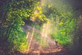 Mist and first morning light in forest