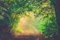 Mist and first morning light in forest