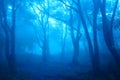 The mist forest Royalty Free Stock Photo