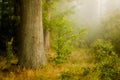 Mist forest Royalty Free Stock Photo