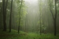 Mist in a green forest