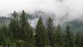 Mist among green trees