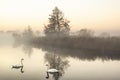 Mist hanging over a lake with two swans in it in Norfolk Broads