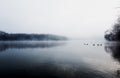 Mist hovering over a cold lake in Goldsworth Park, Surrey, Woking, England Royalty Free Stock Photo