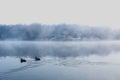 Mist hovering over a cold lake in Goldsworth Park, Surrey, Woking, England Royalty Free Stock Photo