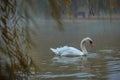 WHITE SWAN MORNING Royalty Free Stock Photo