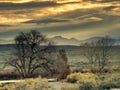 Mist, Mountains, and Tree Silhouettes Royalty Free Stock Photo