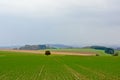 Mist over Ardennes hills landscape, Royalty Free Stock Photo